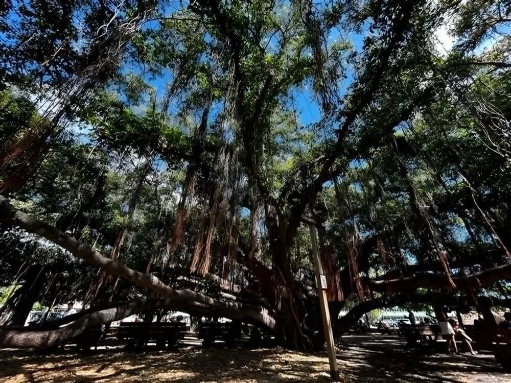 Large banyan tree with aerial roots, blue sky visible through the leaves.